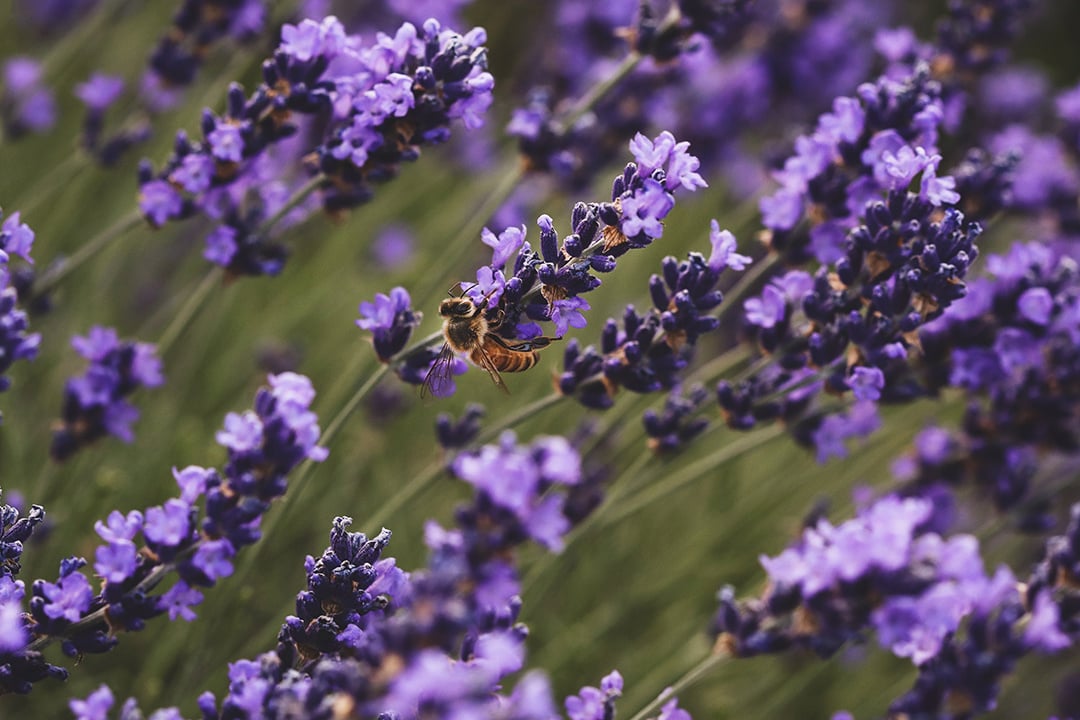 Vibrant purple lavender plants with a honey bee. 