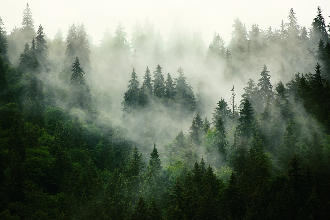 Rooted in Action: How Mountain Rose Herbs Offsets Carbon Through Local Tree Planting