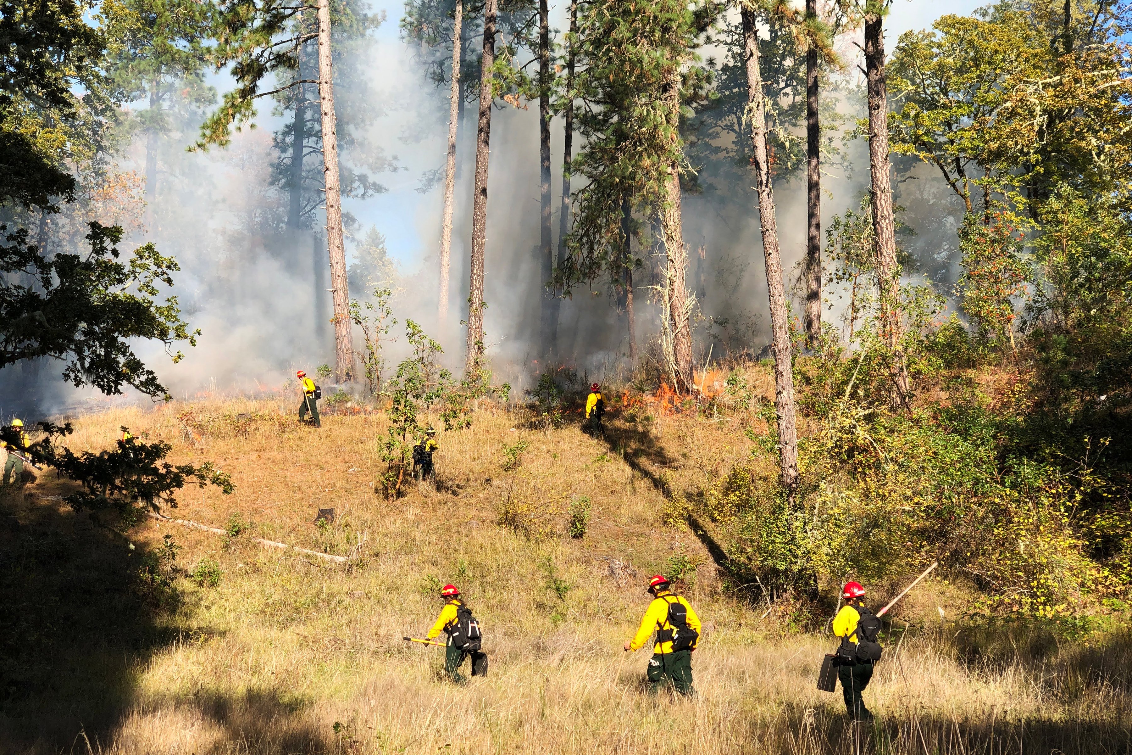 Indigenous Burning Practices in Wildfire Management & Native Plant Propagation