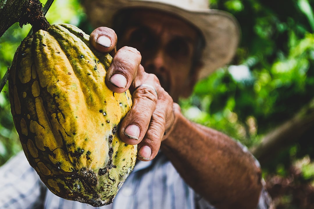 Cocoa farmer holding ripe cocoa fruits. 