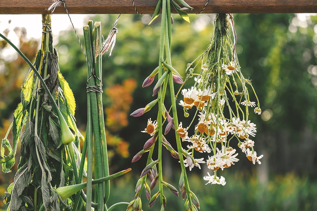 Strengthening our welfare network at the Northwest Herbal Fair