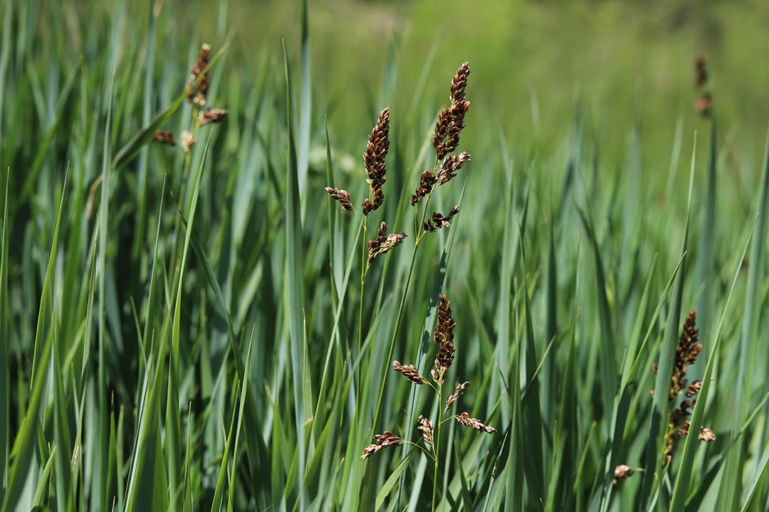 Herbalism is Activism: Sweetgrass & Kitchen Medicine| Part 3
