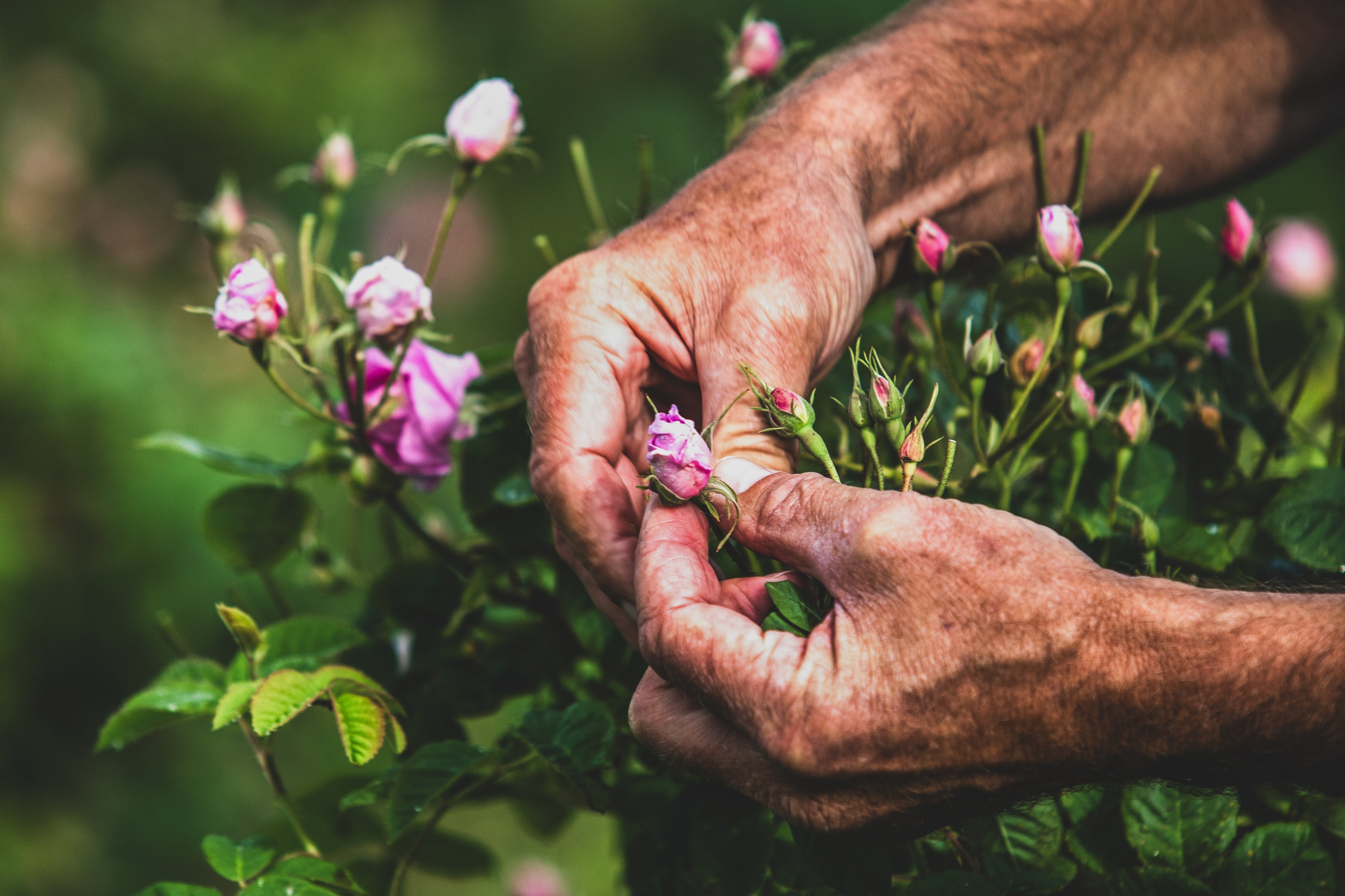 Mountain Rose Herbs proves to be a pacesetter for sustainability in the  personal care industry