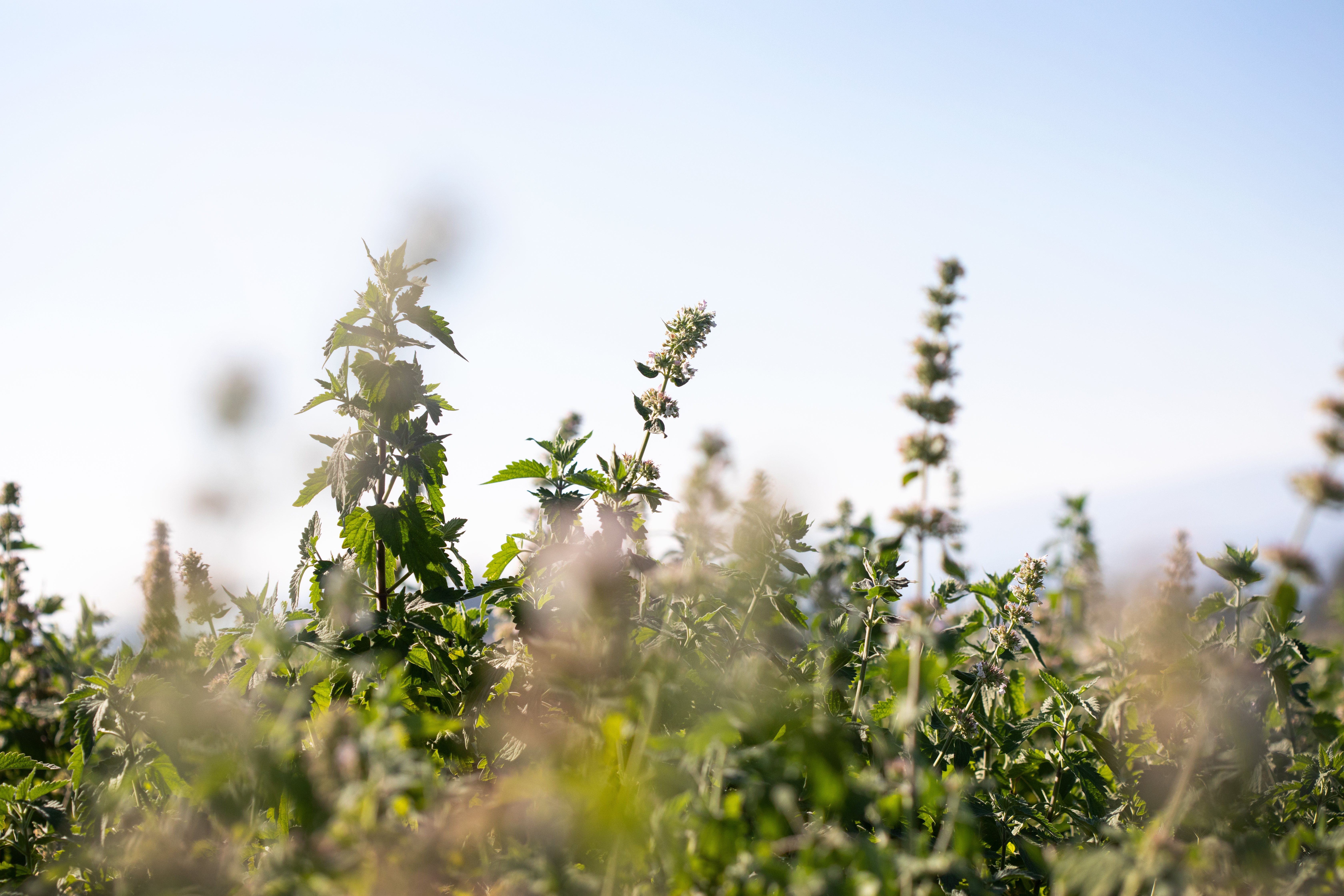 Organic, sustainably sourced herbs in a sunny field.