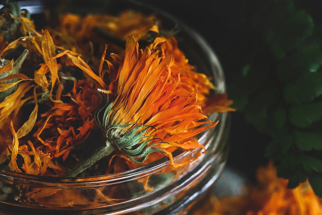 Dried flowers of the orange calendula in a jar. 