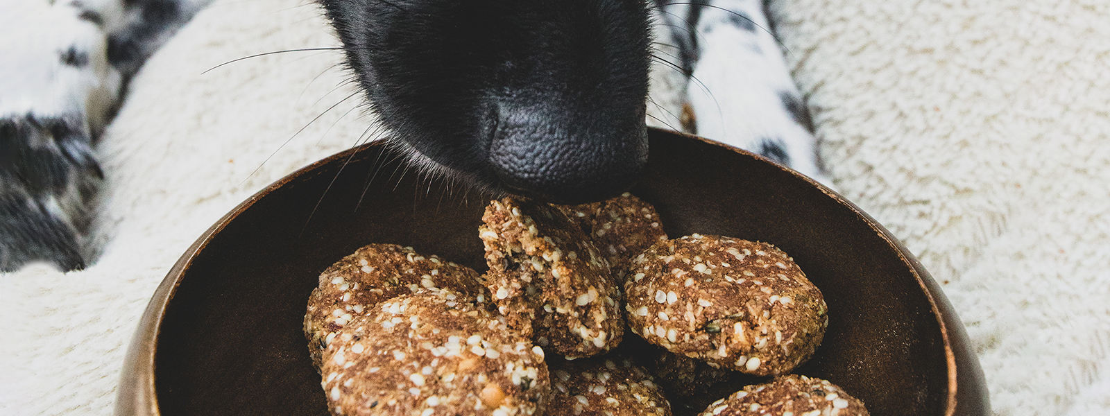 DIY Herbal Dog Treat Recipe