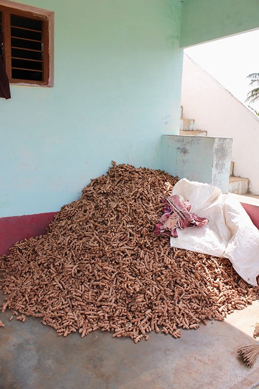 Pile of freshly harvested organic, fair trade turmeric in India farming village.