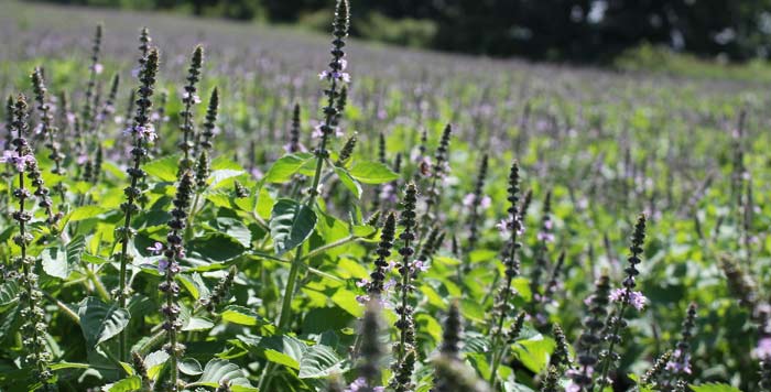 Herb Profile Holy Basil Varieties